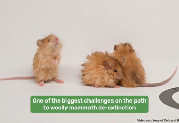 Шерстистых мышей-мамонтов вывели ученые в США
