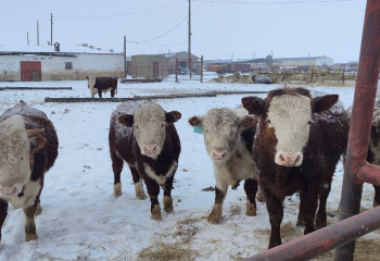 Скот погибает от неизвестной болезни в Актюбинской области