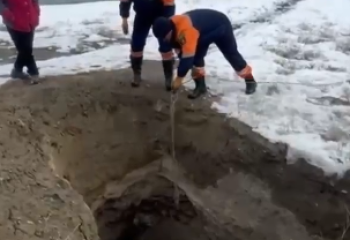 Жетісуда шұңқырға құлаған ит аман қалды