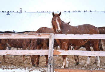 Аким области Абай ознакомился с работой хозяйства по разведению племенных лошадей