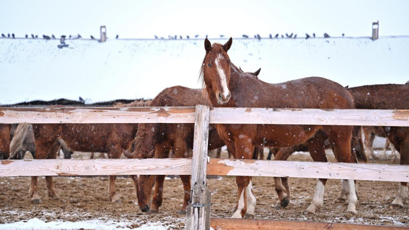  © Пресс-служба акимата области Абай 