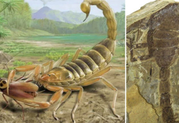 В Китае нашли окаменелость гигантского скорпиона, жившего 125 миллионов лет назад