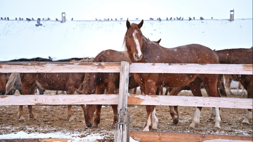  Абай облысының әкімдігі 