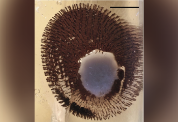 В балтийском янтаре впервые нашли бабочку – ей более 30 миллионов лет