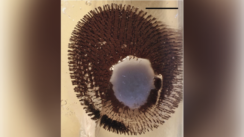  © Palaeontologia Electronica, Thilo C. Fischer and Axel Hausmann 