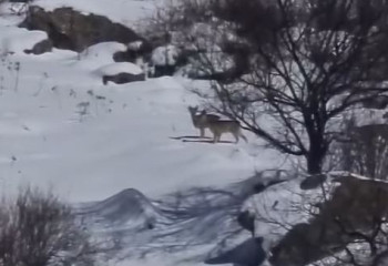 Алматы тауларында сирек кездесетін жануарлар видеоға түсіп қалды