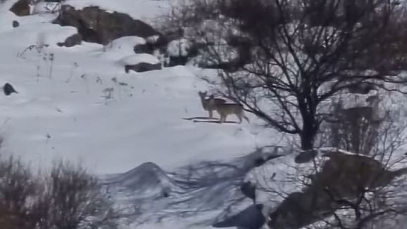  instagram.com/ile_alatau_nationalpark 