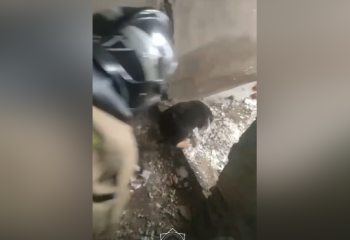 Спасатели вытащили щенка из выгребной ямы в Астане