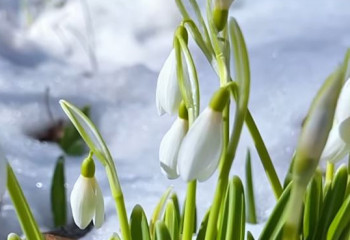 Алматыда бәйшешек гүлдеді