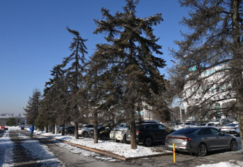 В Алматы уберут аварийные деревья, погибшие из-за отсутствия полива