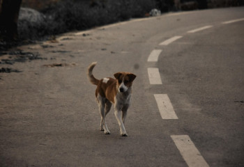 Алматы облысында 7,5 мыңнан астам қаңғыбас ит ұсталды