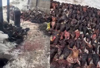 Мясо павших баранов продавал в Астане торговец мясом