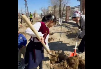 Наурызнама онкүндігі: Жаңаөзен тұрғындары ағаш отырғызды