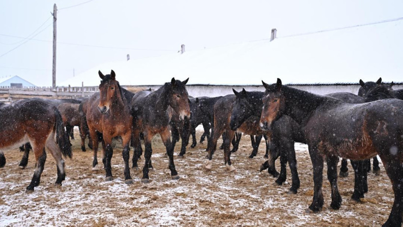  Абай облысы әкімдігі 