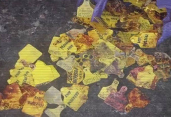 МВД выявляет нелегальные цеха по переработке мяса: изъято сотни голов скота