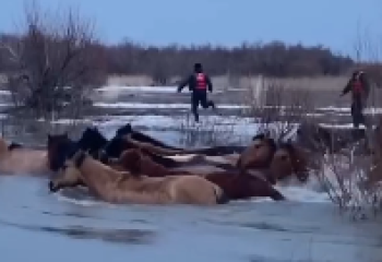 Табун лошадей вытащили из реки в Актюбинской области