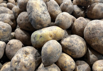 По факту превышения цен на картофель за два месяца возбуждено 400 административных дел в Казахстане