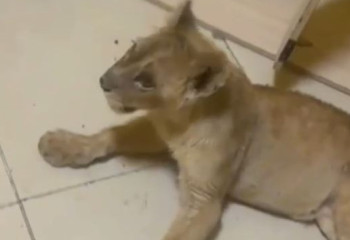 Астанадағы ТҚС-дан абадан табылды