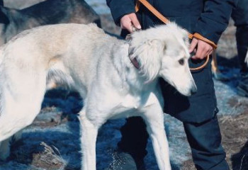 Семейде алғаш рет тазы жарысы өтті