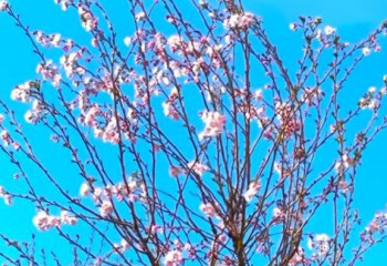 Шымкентте сакура ағашы гүлдеді