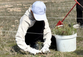 На Капчагайском побережье высадили 22 тысячи сосен: заложен «Сосновый бор Капчагай»