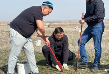 Қапшағай жағалауына 20 мыңнан астам қарағай көшеті отырғызылды