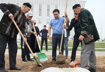 2600 саженцев чинар высадили в Шымкенте за один день
