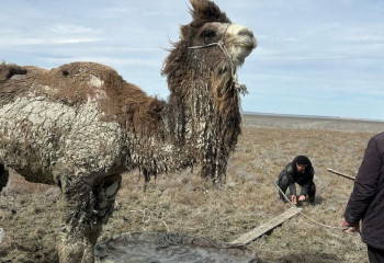 Қызылорда облысында түйе батпаққа батып қалған