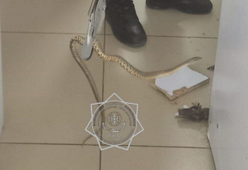 Тараздағы сауда үйінен жылан табылды