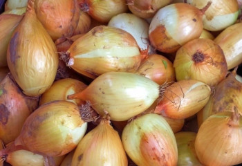 Турағанда жылатпайтын пияз түрі пайда болды