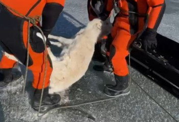 Ұлытауда киік ұшаларын жинау жұмыстары жалғасып жатыр