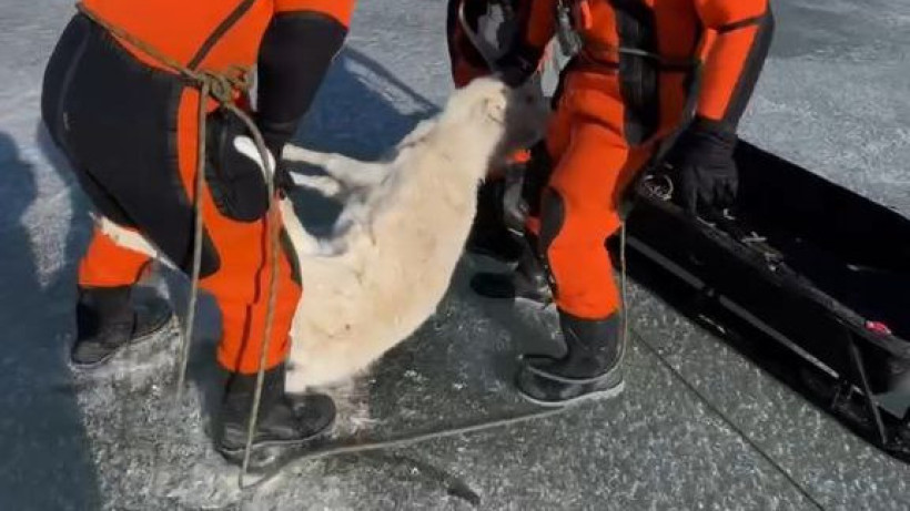  Видеодан кадр 