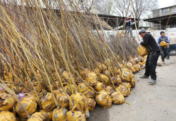Алматылықтарға үй ауласын көгалдандыру үшін көшет тегін берілмек