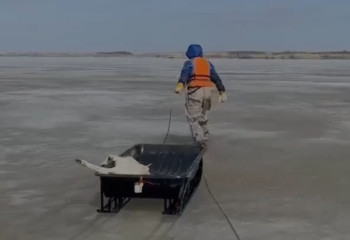 На Кенгирском водохранилище обнаружены ещё 67 туш сайгаков