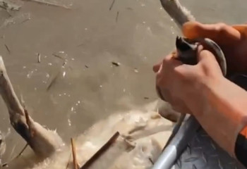 В Карагандинской области погибло более 500 сайгаков из-за тёплой зимы