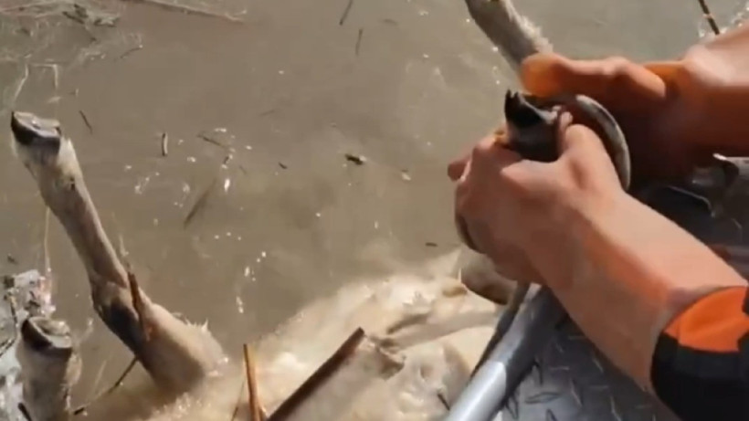  Скриншот видео 