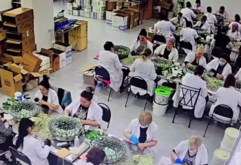 В Туркестанской области ликвидирован подпольный цех по производству снюса