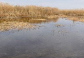Жамбыл облысында қалталы кәсіпкер Шу өзенін бұрып алған