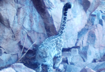 «Іле-Алатау» ұлттық паркінде қар барысы фототұзаққа түсті