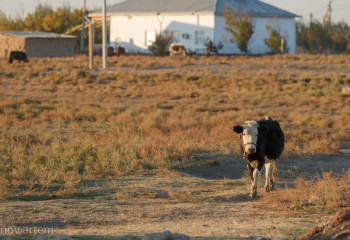 Елімізде бірнеше ауыл таратылады