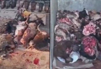 ІІМ: Үш қалада 13 заңсыз мал сою цехы табылды