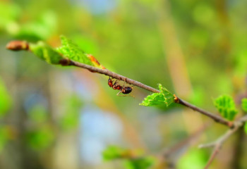 Бүгін елімізде ауа температурасы 28 градусқа дейін көтеріледі