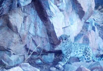 Snow leopard again caught on camera in Ile-Alatau National Park