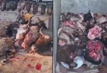 В казахстанских мегаполисах выявили 13 незаконных убойных цехов — МВД РК