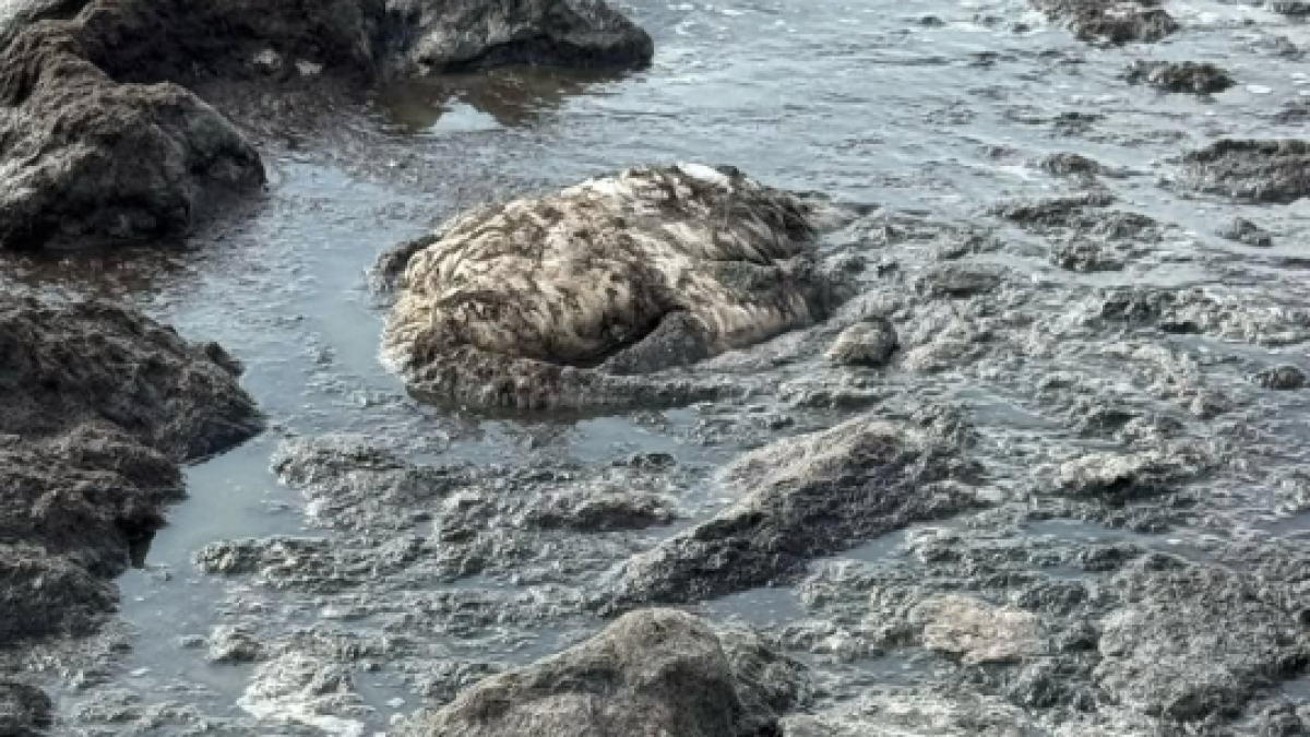  instagram.com/mangystau_ecology_department 