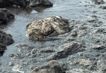 Маңғыстауда аққулардың өлексесі табылды