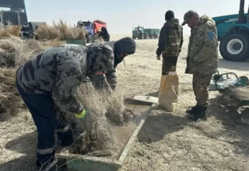 Арал теңізінің 15 мың гектар аумағына сексеуіл егілетін болды