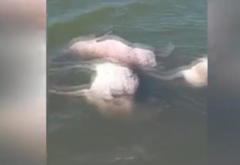 БҚО-да 30 киіктің өлексесі табылды