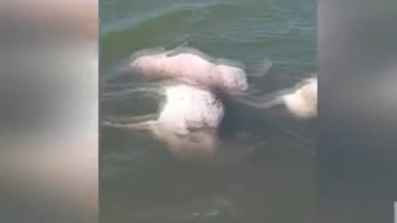  Видеодан алынған кадр 