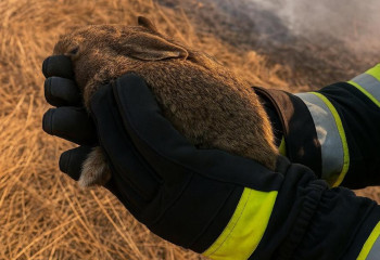 МЧС Казахстана просит не сжигать сухую траву: там спят первые зайчата
